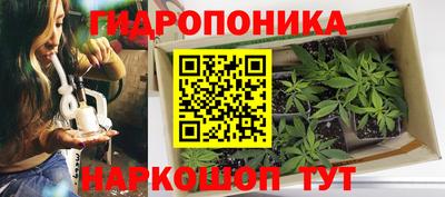 стаф Кингисепп